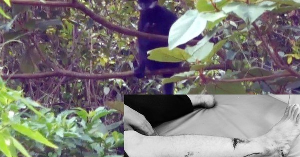 Can canh vooc den ma trang duoc cuu ho o Bac Kan: Loai quy hiem!-Hinh-4