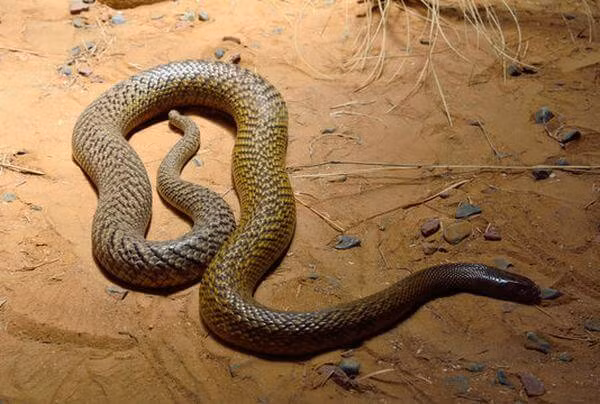 Loai ran doc hung du nhat hanh tinh, ho mang chua chua la gi-Hinh-4