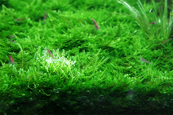 Kỳ lạ loài động vật dùng năng lượng Mặt Trời để làm thức ăn - Hình 6 Ky la loai dong vat dung nang luong Mat Troi de lam thuc an-Hinh-6