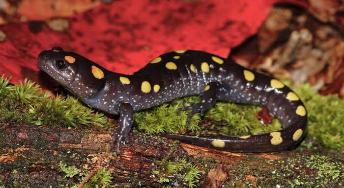 Kỳ lạ loài động vật dùng năng lượng Mặt Trời để làm thức ăn - Hình 7 Ky la loai dong vat dung nang luong Mat Troi de lam thuc an-Hinh-7