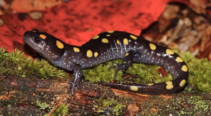 Ky la loai dong vat dung nang luong Mat Troi de lam thuc an-Hinh-7