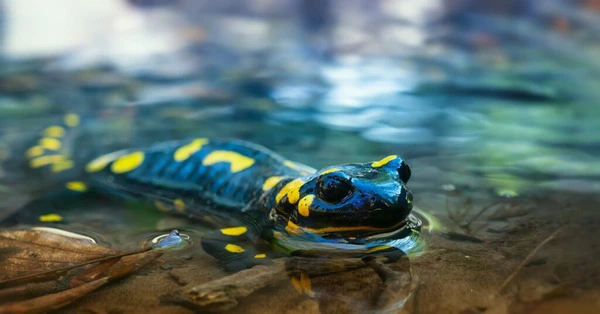 Kỳ lạ loài động vật dùng năng lượng Mặt Trời để làm thức ăn - Hình 2 Ky la loai dong vat dung nang luong Mat Troi de lam thuc an-Hinh-2