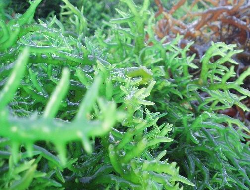 Kỳ lạ loài động vật dùng năng lượng Mặt Trời để làm thức ăn - Hình 10 Ky la loai dong vat dung nang luong Mat Troi de lam thuc an-Hinh-10