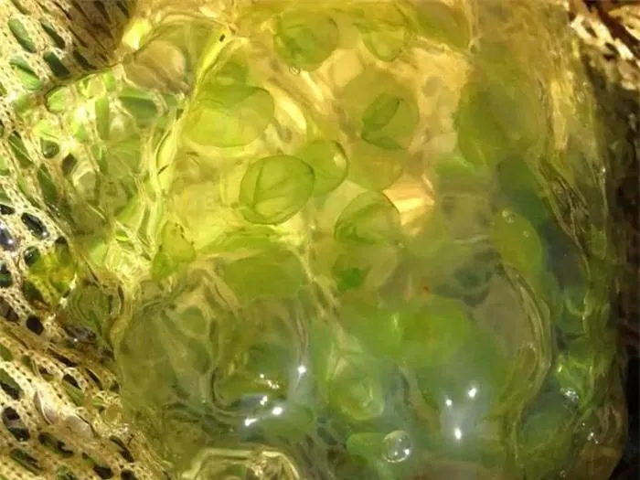 Kỳ lạ loài động vật dùng năng lượng Mặt Trời để làm thức ăn - Hình 4 Ky la loai dong vat dung nang luong Mat Troi de lam thuc an-Hinh-4