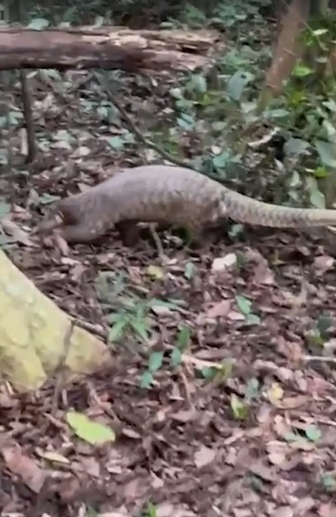 Bat ngo loai thu cuc hiem 