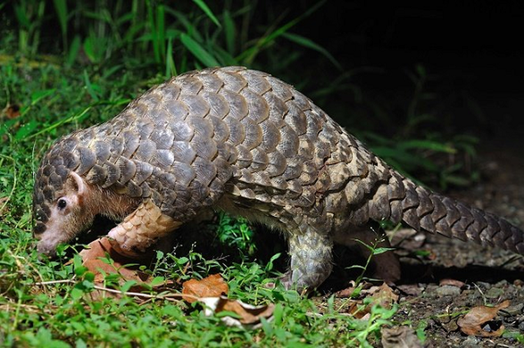 Bat ngo loai thu cuc hiem 