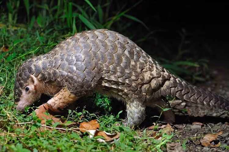 Bat ngo loai thu cuc hiem 