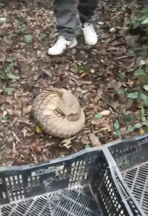 Bat ngo loai thu cuc hiem 