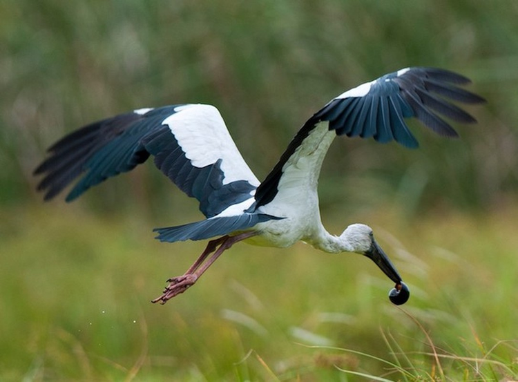 Hang tram con co nhan vua xuat hien o Quang Tri quy hiem co nao?-Hinh-4