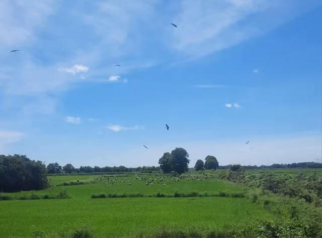 Hang tram con co nhan vua xuat hien o Quang Tri quy hiem co nao?