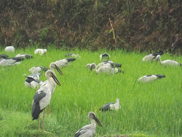 Hang tram con co nhan vua xuat hien o Quang Tri quy hiem co nao?-Hinh-6