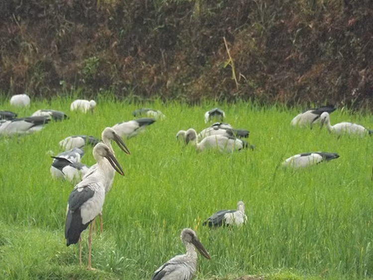 Hang tram con co nhan vua xuat hien o Quang Tri quy hiem co nao?-Hinh-6