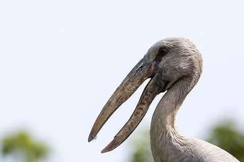 Hang tram con co nhan vua xuat hien o Quang Tri quy hiem co nao?-Hinh-9