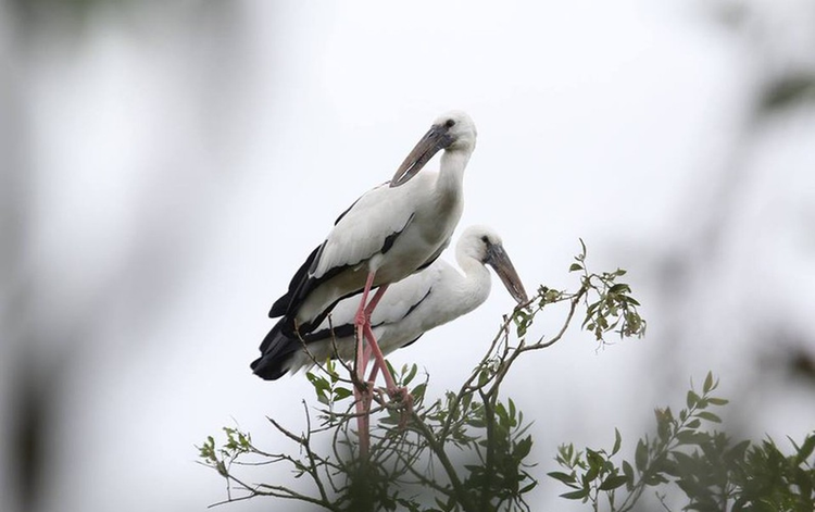 Hang tram con co nhan vua xuat hien o Quang Tri quy hiem co nao?-Hinh-7