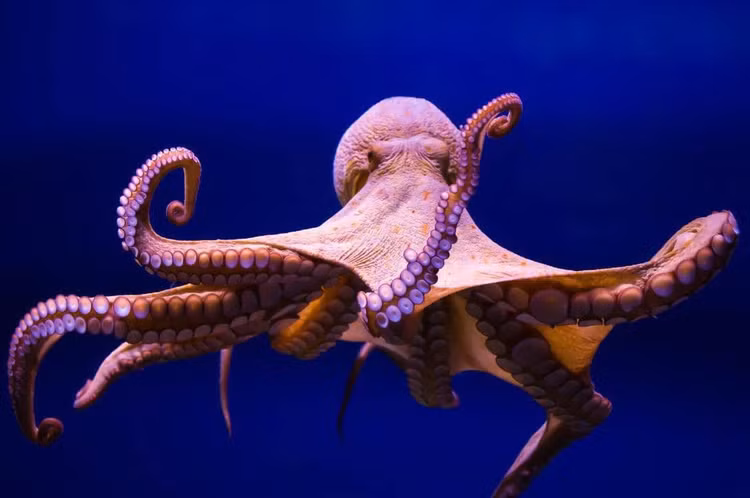 8 loai dong vat thong minh bac nhat, loai nguoi nga mu than phuc-Hinh-4