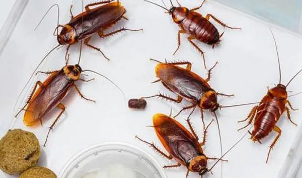 Dong vat song dai so 1, cat lia dau van song 