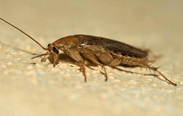 Dong vat song dai so 1, cat lia dau van song 