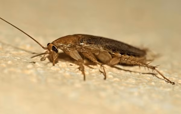 Dong vat song dai so 1, cat lia dau van song 