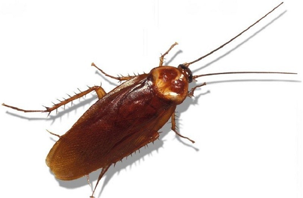 Dong vat song dai so 1, cat lia dau van song 