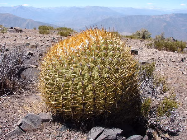 Xuong rong hiem nhat the gioi voi hinh thu doc nhat vo nhi-Hinh-9