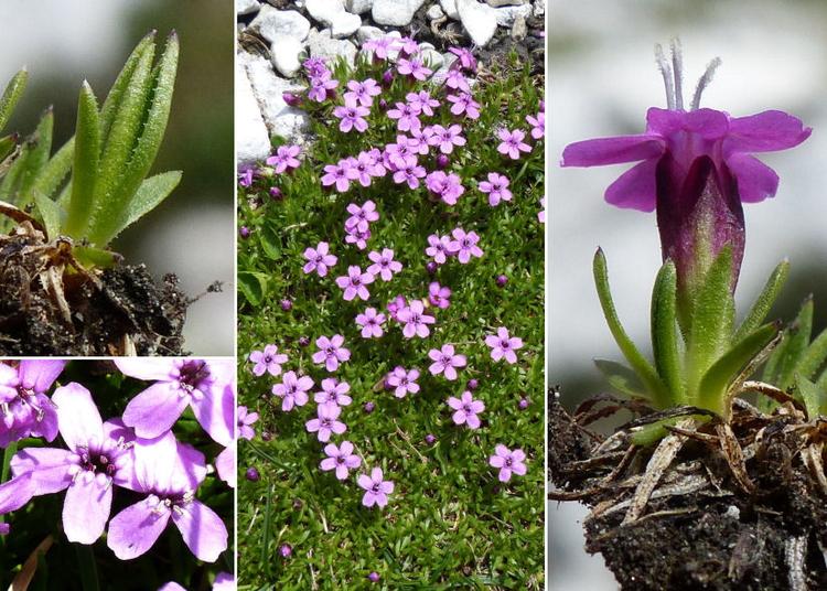 Loai cay ky la song 300 nam o Bac Cuc van no hoa ruc ro-Hinh-5