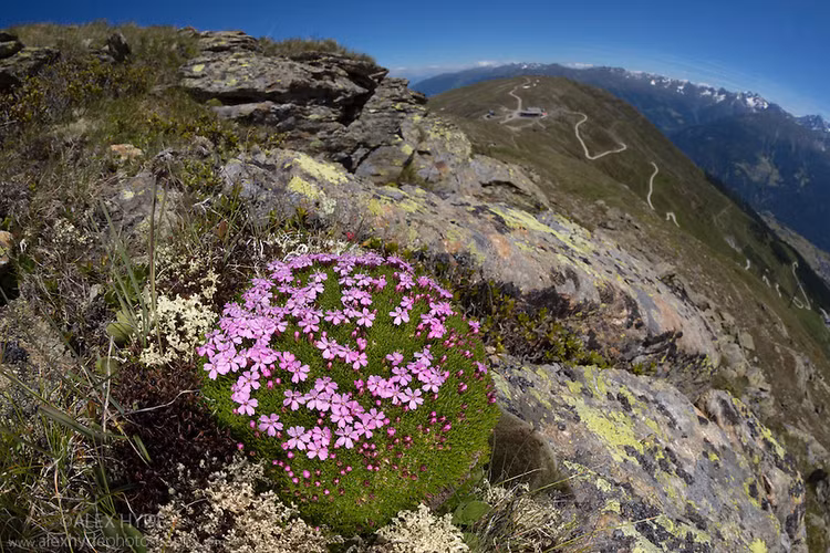 Loai cay ky la song 300 nam o Bac Cuc van no hoa ruc ro-Hinh-7