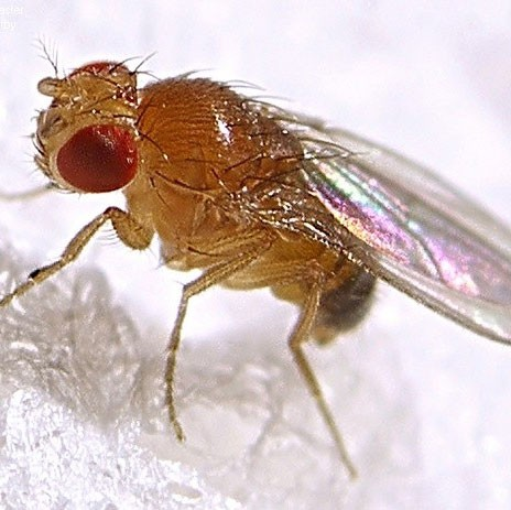 Ky la loai dong vat khi thay xac dong loai se lan ra chet-Hinh-5