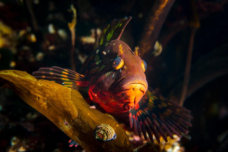 Ky la loai ca co tai nguy trang tuyet dinh, mat thuong khong the thay-Hinh-7