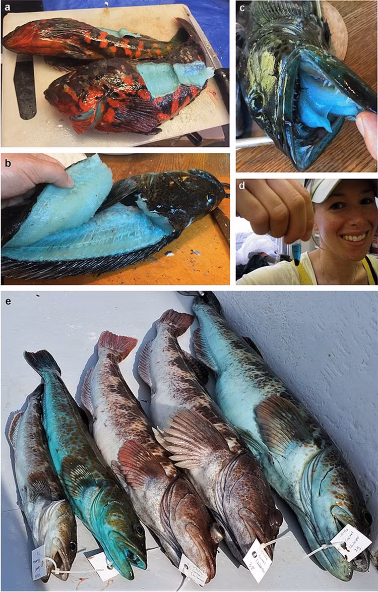 Ky la loai ca co tai nguy trang tuyet dinh, mat thuong khong the thay-Hinh-3