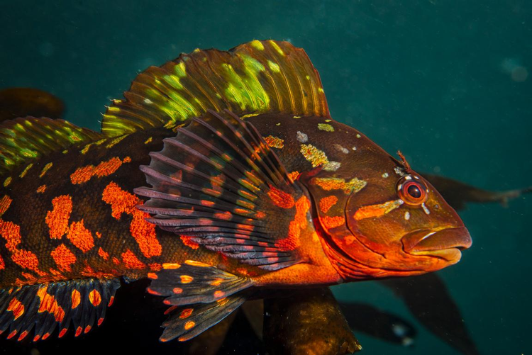 Ky la loai ca co tai nguy trang tuyet dinh, mat thuong khong the thay-Hinh-4