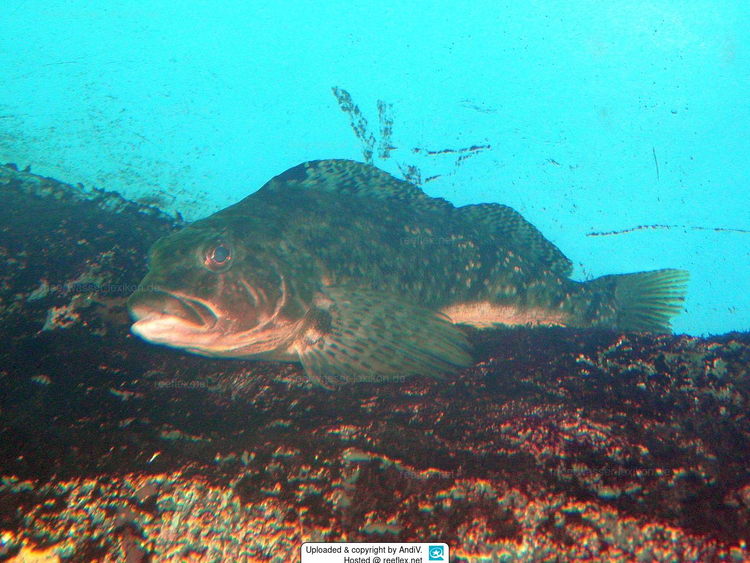 Ky la loai ca co tai nguy trang tuyet dinh, mat thuong khong the thay-Hinh-8