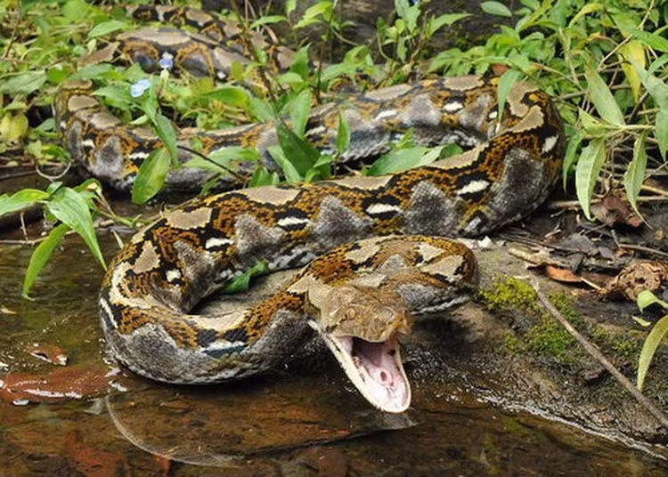 Nua dem nghe tieng dong la, kinh hai thay 