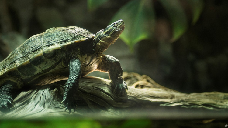 Top 8 loai rua quy hiem o Viet Nam bao dong tuyet chung-Hinh-5