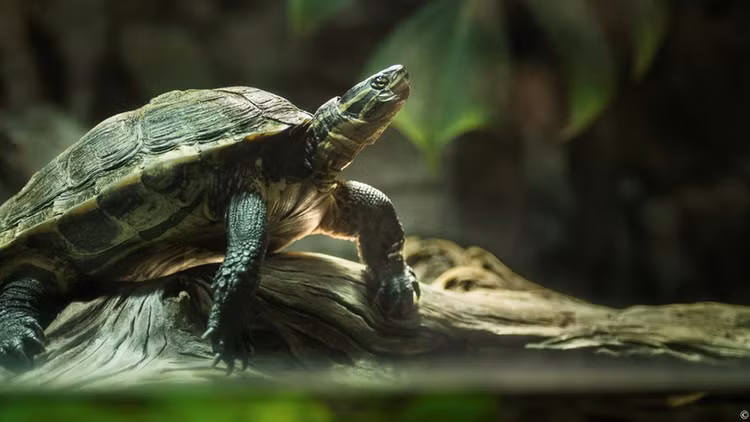 Top 8 loai rua quy hiem o Viet Nam bao dong tuyet chung-Hinh-5