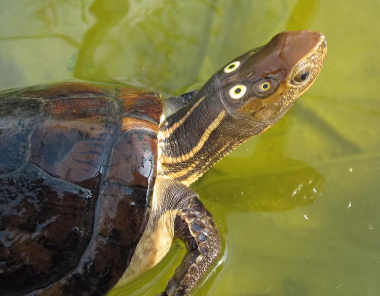 Top 8 loai rua quy hiem o Viet Nam bao dong tuyet chung-Hinh-8