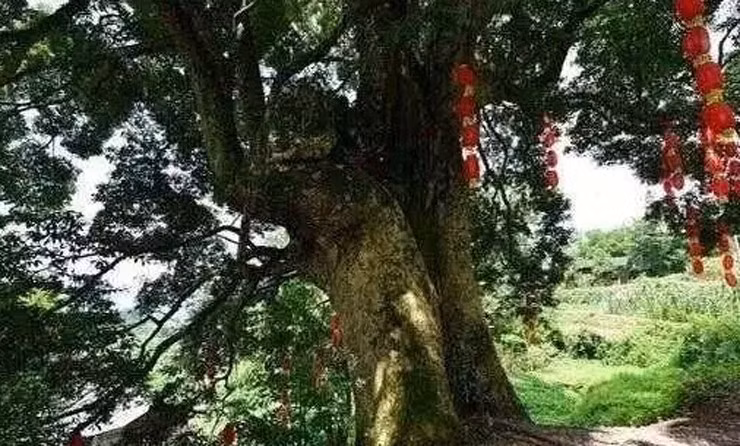 Loai go quy hon vang, doc nhat vo nhi cua Trung Quoc-Hinh-9