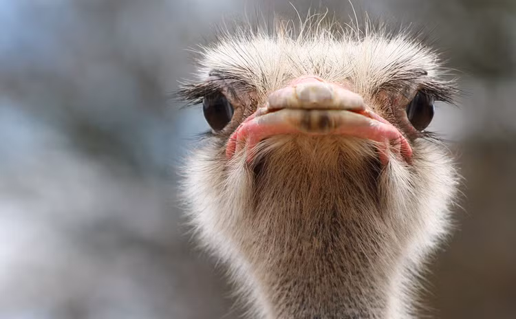 8 su that thu vi ve the gioi khien con nguoi ngo ngang-Hinh-5