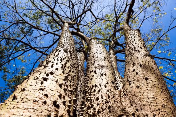 Loai cay cuc doc, gai nhon nhu mui kim, qua phat no nhu bom-Hinh-4