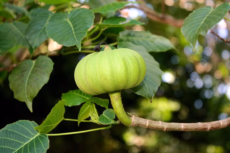 Loai cay cuc doc, gai nhon nhu mui kim, qua phat no nhu bom-Hinh-6