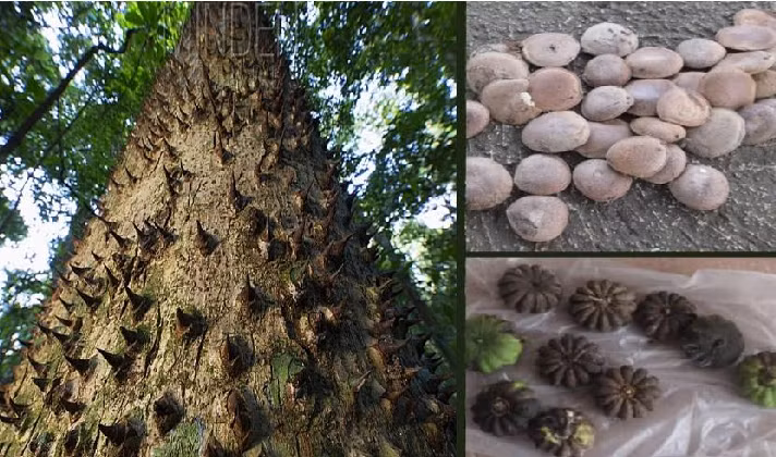 Loai cay cuc doc, gai nhon nhu mui kim, qua phat no nhu bom-Hinh-8