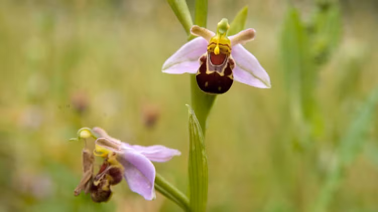 Sung sot nhung loai hoa ky la, hinh thu giong het dong vat-Hinh-4