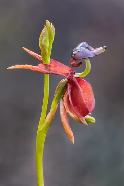 Sung sot nhung loai hoa ky la, hinh thu giong het dong vat-Hinh-6