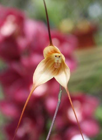 Sung sot nhung loai hoa ky la, hinh thu giong het dong vat