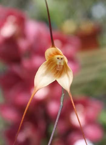 Sung sot nhung loai hoa ky la, hinh thu giong het dong vat