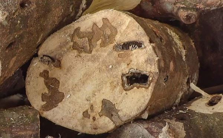 Ra khoi danh ca, vo tinh vot duoc 'bau vat' hon 3.000 ty dong-Hinh-11