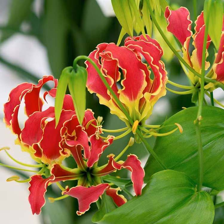 Nhung loai hoa doc gay chet nguoi, so 1 cuc quen thuoc-Hinh-8