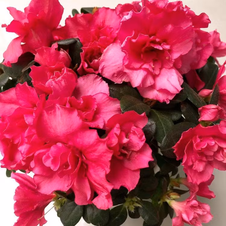 Nhung loai hoa doc gay chet nguoi, so 1 cuc quen thuoc-Hinh-3