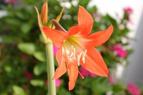 Nhung loai hoa doc gay chet nguoi, so 1 cuc quen thuoc-Hinh-7