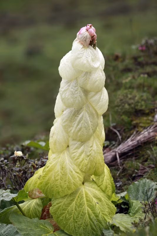 Loai cay ky la chi no mot lan trong 400 nam, bat ngo su that-Hinh-2