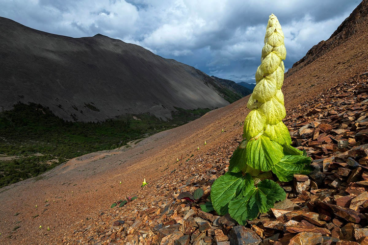 Loai cay ky la chi no mot lan trong 400 nam, bat ngo su that-Hinh-5